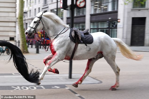 Vida was seen galloping through the streets of London in terrifying scenes on Wednesday morning.
