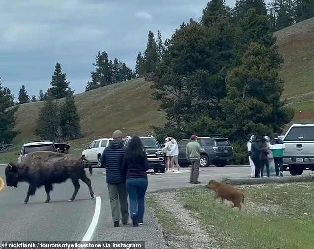 A clip posted Thursday to the touron's Instagram account showed two tourists walking on the side of the road, approaching right next to a mother and calf bison without any regard for their space.