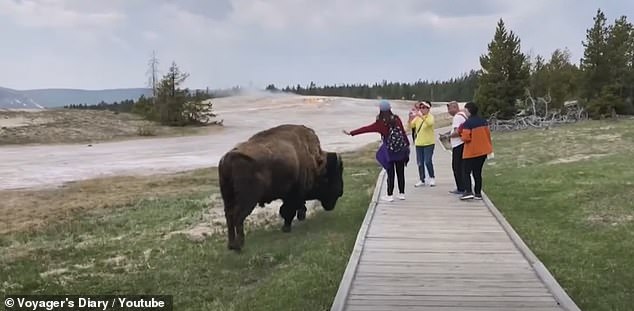A woman came dangerously close to being gored by a bison while trying to pet a bison in Yellowstone National Park.