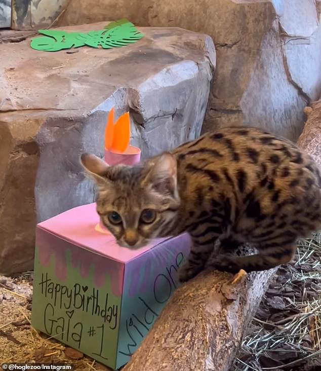 Black-footed cats, despite being small, are agile hunters found in the arid regions of Africa, earning them the nickname 
