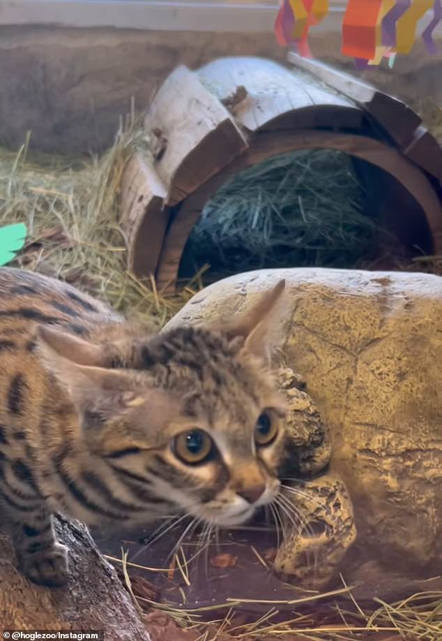 The cat has been at the Utah Zoo for the past six months.