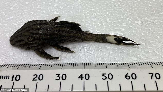 One of the ornamental fish that border officials confiscated from the two smugglers at Melbourne airport.