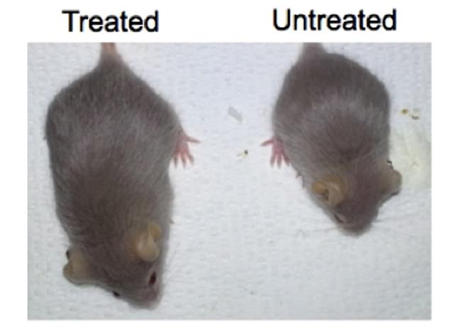 Mice with progeria were treated with gene therapy
