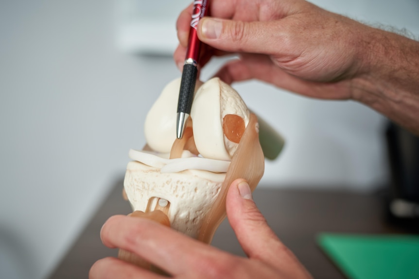 A model of the bones of a human knee, with someone pointing out the position of the ACL with a pen.