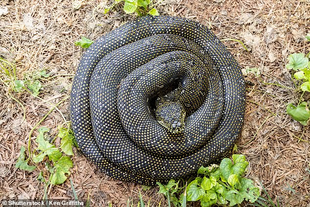 The diamond python (scientific name Morelia spilota spilota) is found in the coastal areas and adjacent mountain ranges of southeastern Australia, and is also the southernmost python in the world.