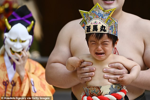Dressed in their tiny sumo belts and aprons, more than 100 little ones will face each other in a ring where burly sumo wrestlers hold them down and do everything they can to try to make them cry.