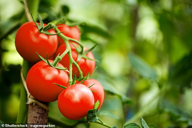 Beautiful ripe red tomatoes grown in a greenhouse (stock image)