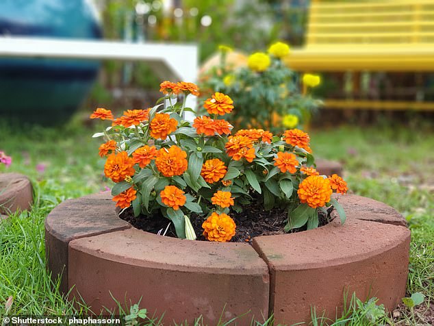 Orange zinnia flowers bloom in the garden (stock image)