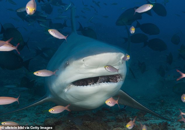 He was on vacation on the Caribbean island with his wife when the shark (file image) crossed him, injuring his left hand, left thigh and stomach.