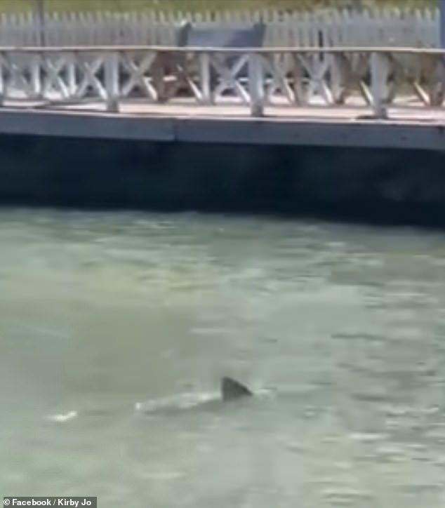 A shark (pictured) was spotted further down the Buccoo coast after the attack.