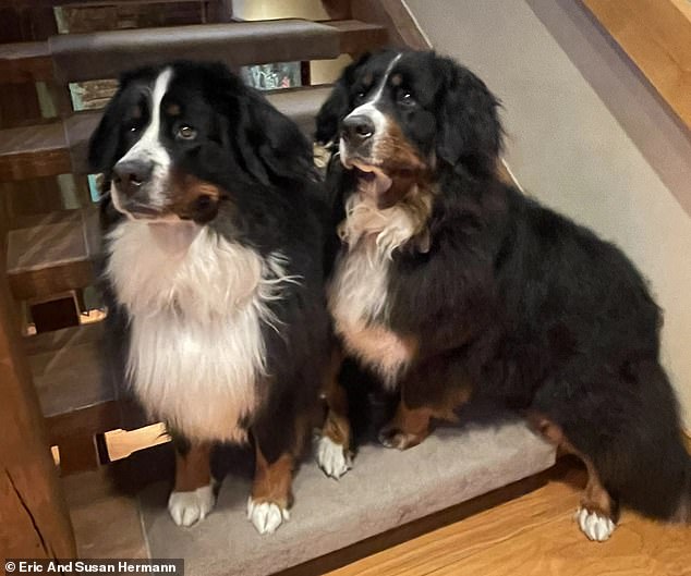 Prince filed a lawsuit against the couple over the behavior of their Bernese mountain dogs, calling them 