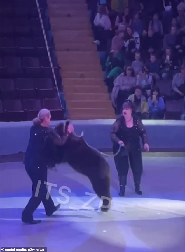 Days earlier, at the same circus, a trainer was attacked by a bear after giving it a treat during a performance.