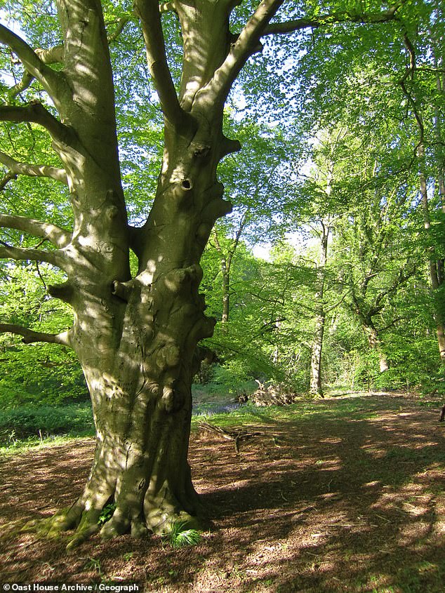 A wide variety of birds breed in the forest, including nightingales, woodcocks, nuthatches, great woodpeckers and various types of tits and warblers.