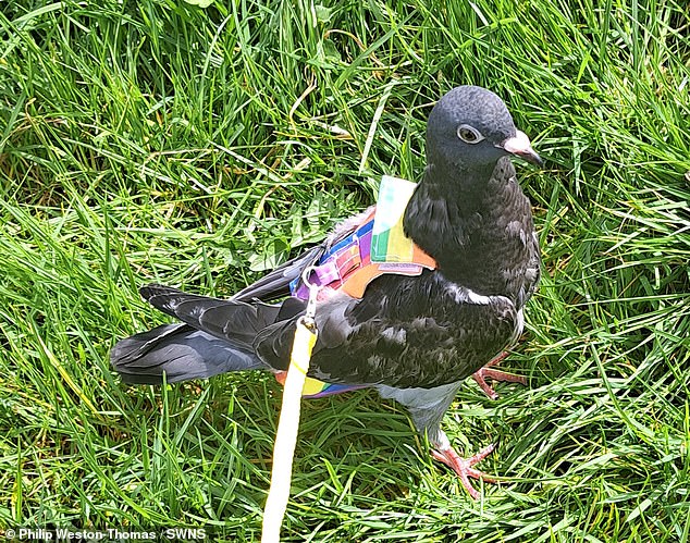 Bobbi wears 'pigeon pants' that act as a diaper and the family ties his leash to them so they can take him for walks.