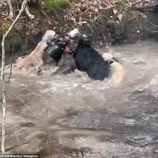 In the disturbing clip, four dogs attack the shaking pig, biting it as it tries to defend itself, which Moseley captioned: 