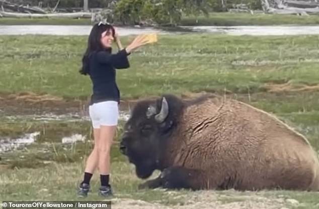 A video shows another woman taking a selfie, just inches from the enormous beast in Yellowstone National Park.