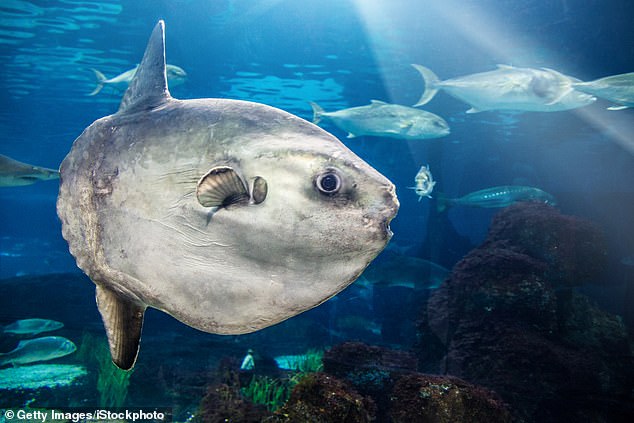 The sunfish, also known as Mola mola, is known to feed on small jellyfish-like creatures and was seen nibbling on them in recent days.