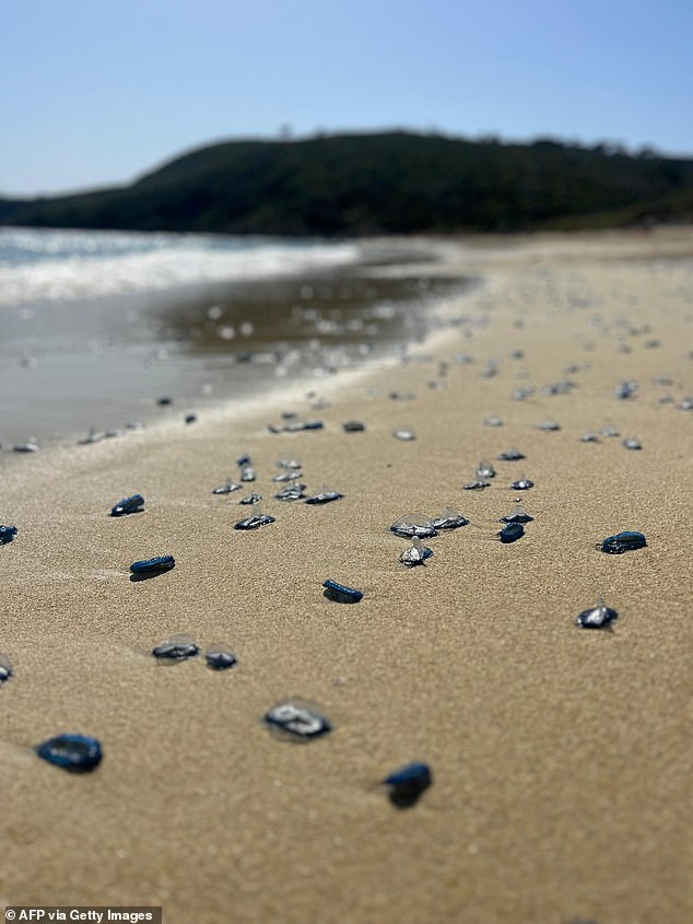 Velella velella washes up on a beach in Ramatuelle, southeastern France, on April 12, 2024.