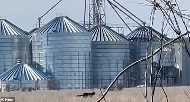 The one-minute video shows the creature (pictured) running across a field passing a large shed and several huge grain silos.