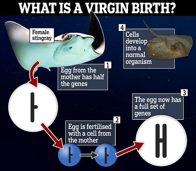 Certain animals are capable of reproducing through a 