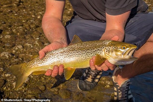 Jeremy reveals that brown trout originated in the tributaries of the River Thames