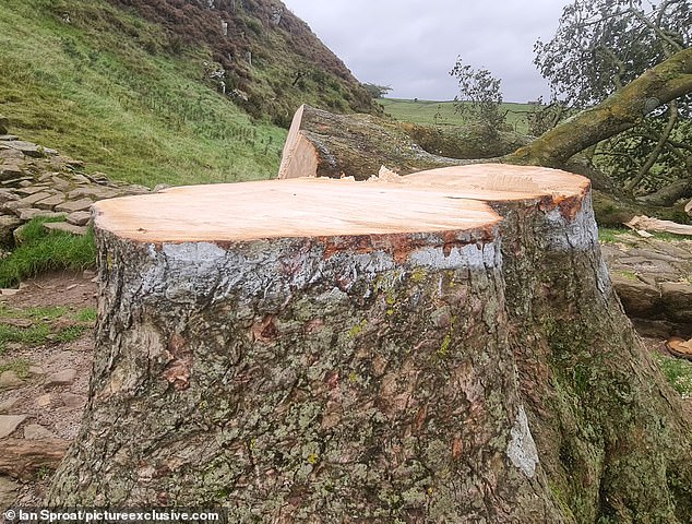 Part of the tree appeared to have been marked with white paint, indicating that someone may have cut it down with a chainsaw.