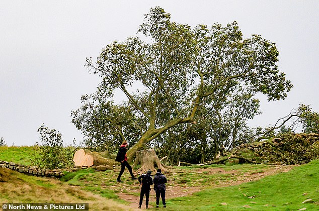 The Sycamore Gap tree pictured after being felled in Northumberland