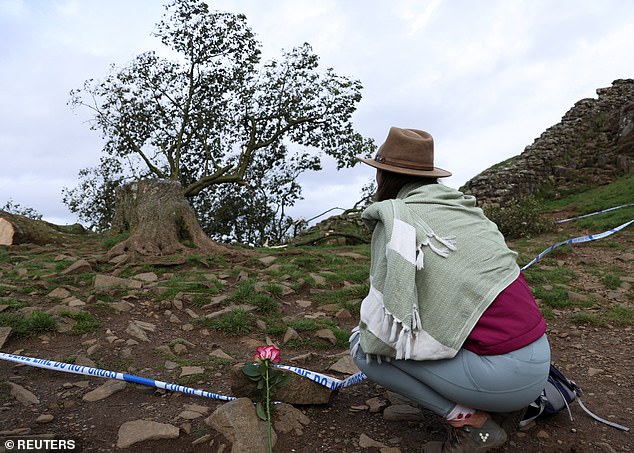 A walker with a flower kneels to look at the felled tree on September 28, 2023.