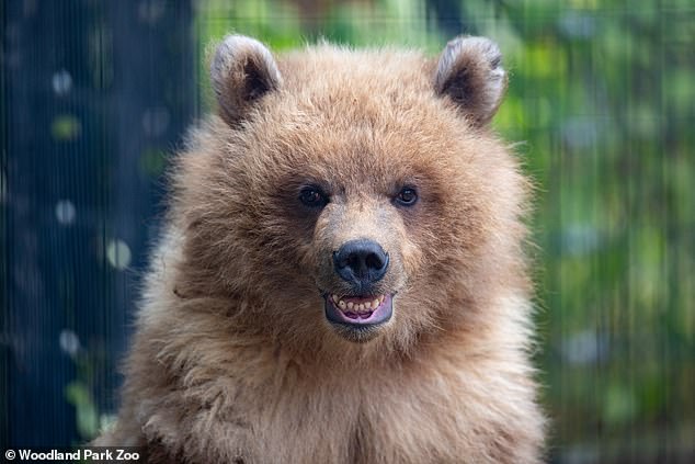 Juniper is an orphaned coastal brown bear found wandering alone near an air force base in Anchorage, Alaska, according to the zoo's website.