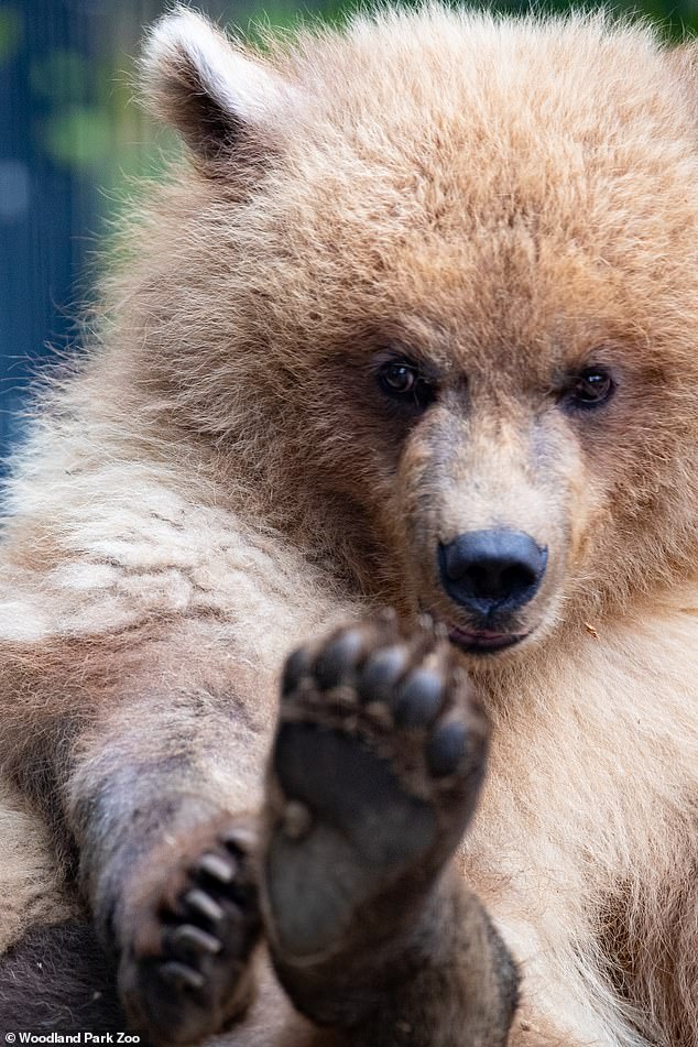 Juniper, weighing 89 pounds at the time, was too young to survive on her own, so she was transported via Alaska Air Cargo and arrived at the zoo in July 2022.