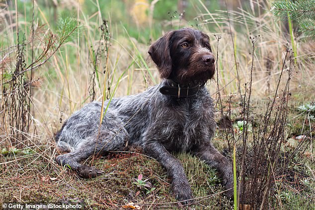Cricket was a wirehaired pointer (pictured) who had a 