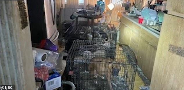 Investigators found 49 animals living trapped in a cage filled with their own feces and urine in the disgusting home of an elderly hoarder on Long Island.