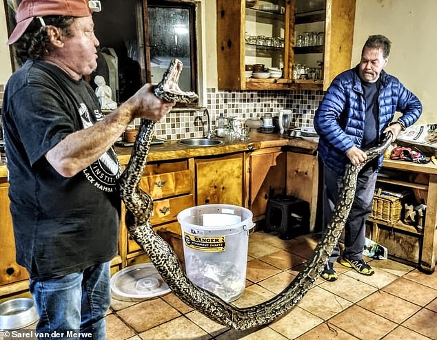 A 16ft giant python was found lurking in Sharon Norton's home in South Africa after she tried to hit it with a baking tray.