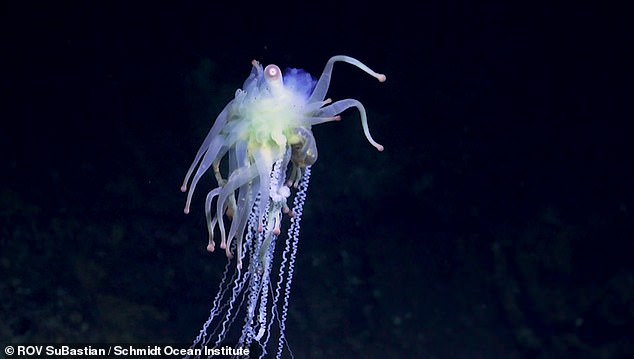 A deep sea expedition discovers more than 50 never before seen species off