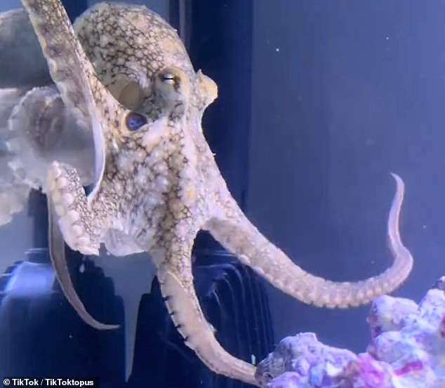 In October, Cameron Clifford, a 36-year-old dentist, made a call to a local aquarium store and purchased a female California two-spotted octopus for Cal's ninth birthday. They named her Terrance.