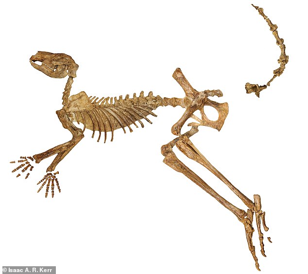 Protemnodon Viator (pictured) would have been the largest of the ancient kangaroos, weighing up to 170 kg (375 lb). This almost complete skeleton shows how long his legs would have been.