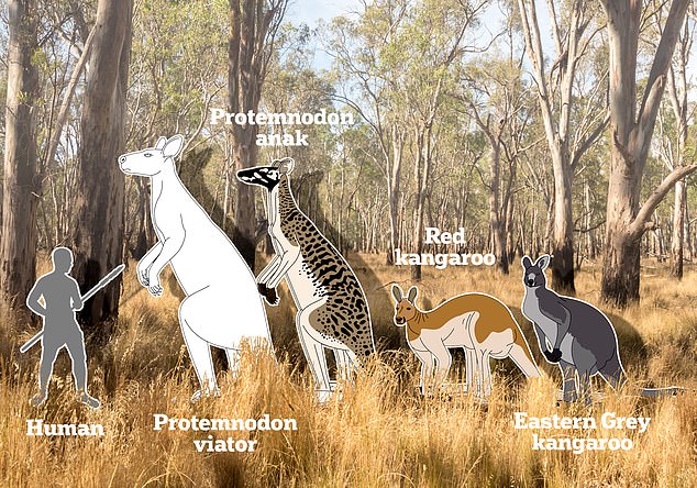 Scientists have discovered that giant kangaroos twice the size of a human would have roamed the arid heart of Australia five million years ago
