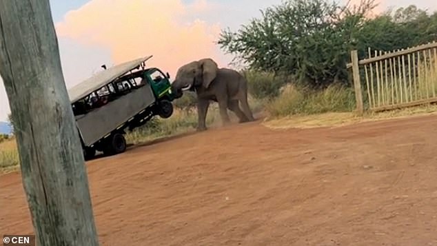 An angry elephant (pictured) nearly knocks over a tour bus in Pilanesberg National Park, South Africa, not once, but twice.
