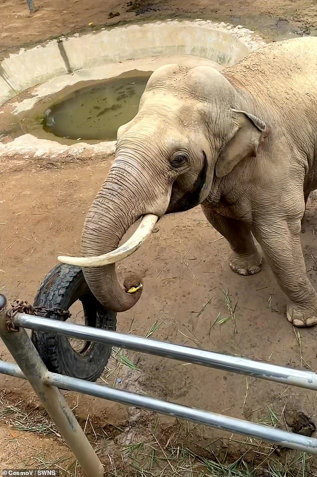 Adorable pictures have emerged from a nature reserve in China, showing a kind elephant returning the show to a toddler after he fell into a zoo enclosure (pictured).