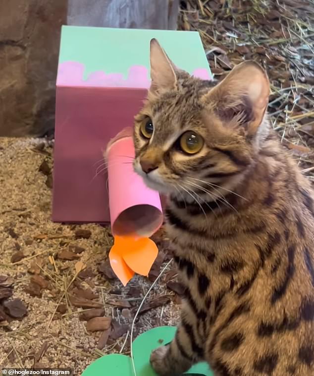 Gaia, a tiny black-footed African cat, celebrated her first birthday at Utah's Hogle Zoo with some treats.