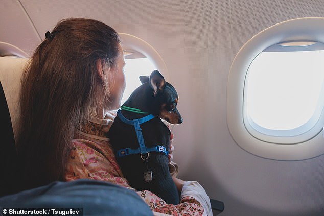 A furious debate has broken out over whether dogs should be allowed to continue flying in airplane cabins after a dog had an accident 