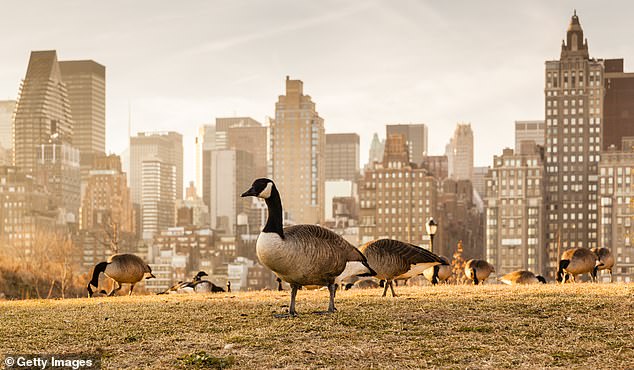 Geese, falcons and falcons that live in Manhattan parks and green spaces have tested positive for the virus, officials say, although cases could be more widespread (file image)