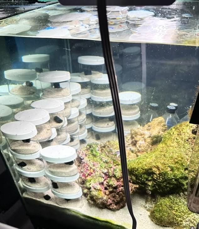 Cameron Clifford and his family have created ingenious home aquariums to house 50 baby octopuses.  (Pictured: The hatchlings live inside their own individual containers within a large aquarium)