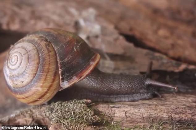 Scientist Dr Lorelle Stanisic recently discovered a new native snail, Figuladra robertirwini, (pictured), which she named after the 20-year-old.