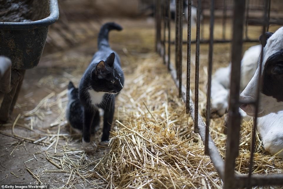 A cat photographed in close contact with dairy cows. Three domestic cats on an infected dairy farm in Texas died after contracting H5N1 (file image)
