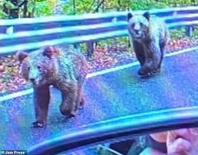 A 72-year-old Scottish tourist was driving on a mountain road in Romania when she encountered two bears.