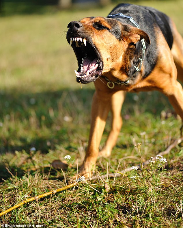 An investigation was launched after a woman was attacked by a dog (file image)