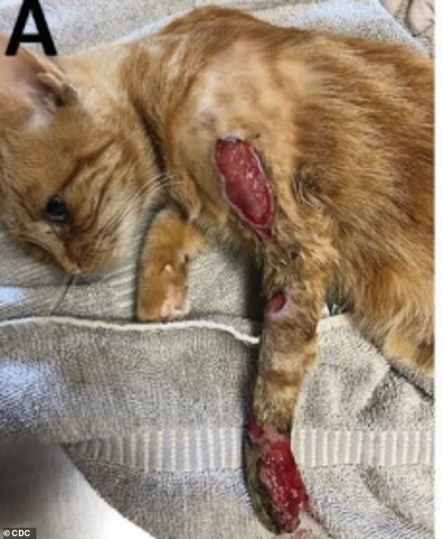 The first cat's injuries worsened and he had to be humanely euthanized.