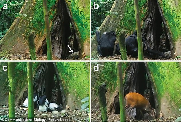 These photographs, taken with a motion-sensitive trail camera, captured the following: A) a pile of guano in the opening of a tree where bats roost;  B) chimpanzees eating guano;  C) black and white colobus monkeys eating guano;  and D) a red duiker, a species of antelope, which feeds on guano.