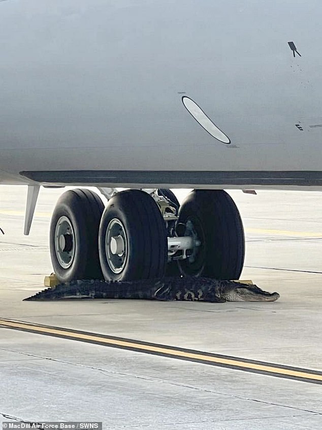 A daring alligator was rescued yesterday after curling up next to the wheels of a US Air Force plane in Florida.